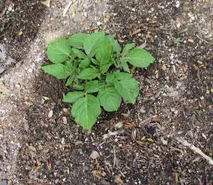 Potato Plant1
